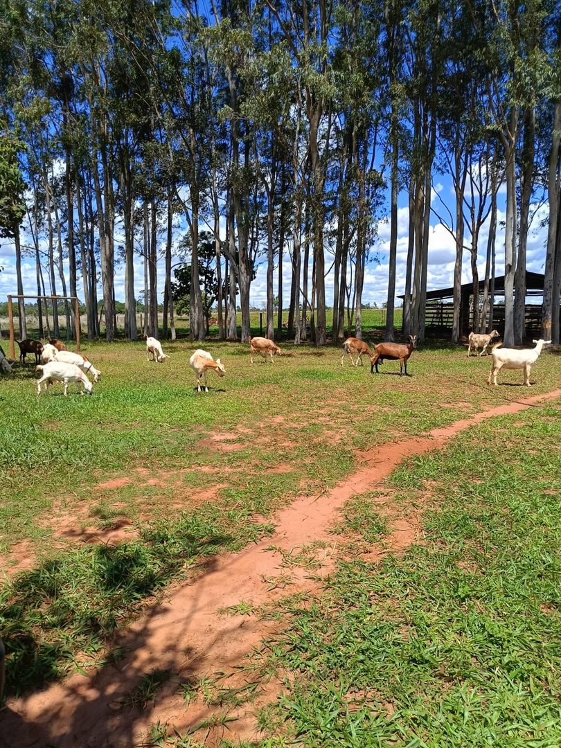 Cabras no pasto